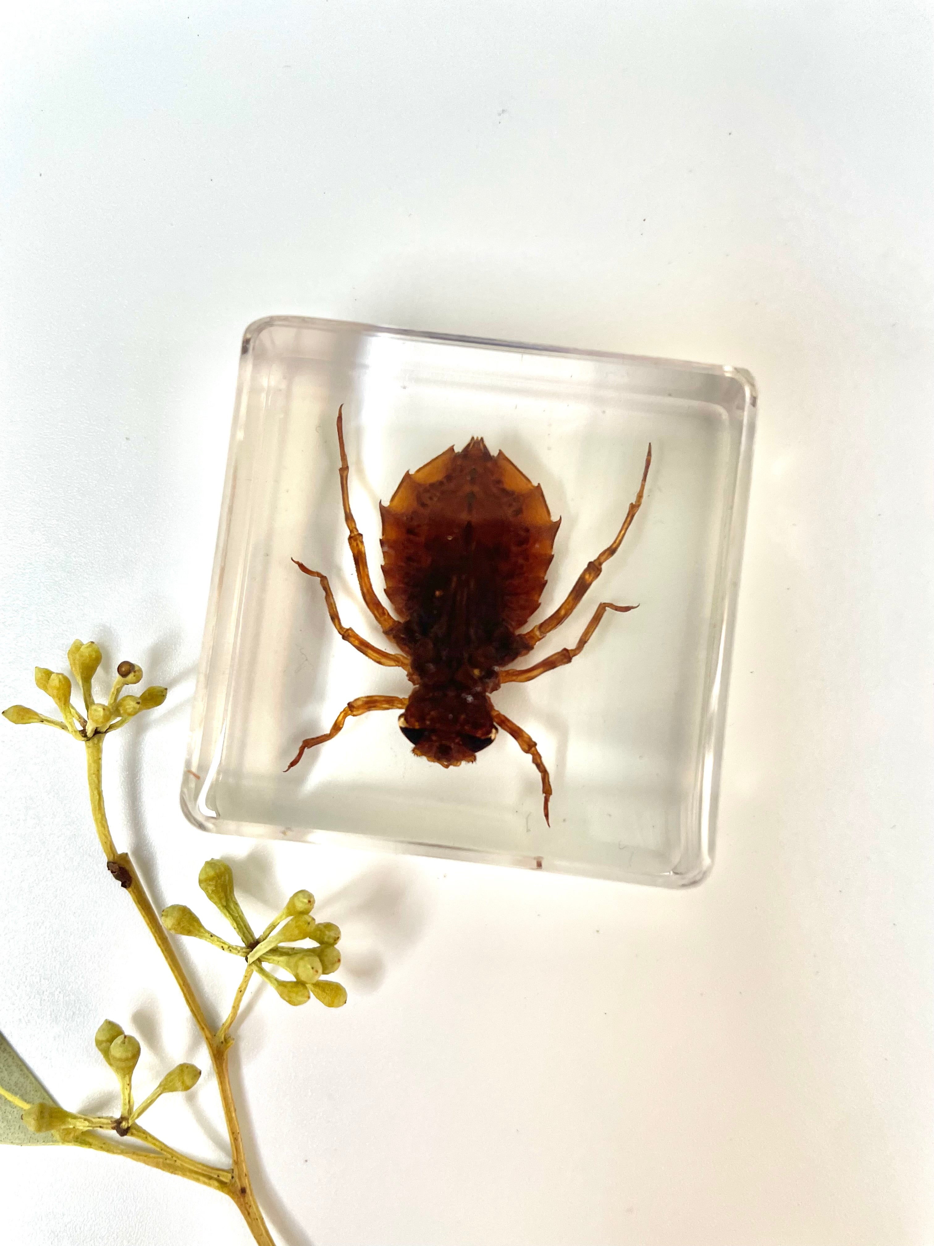 Crawling Animals Insects Bugs Resin Epoxy Blocks Specimens Toy