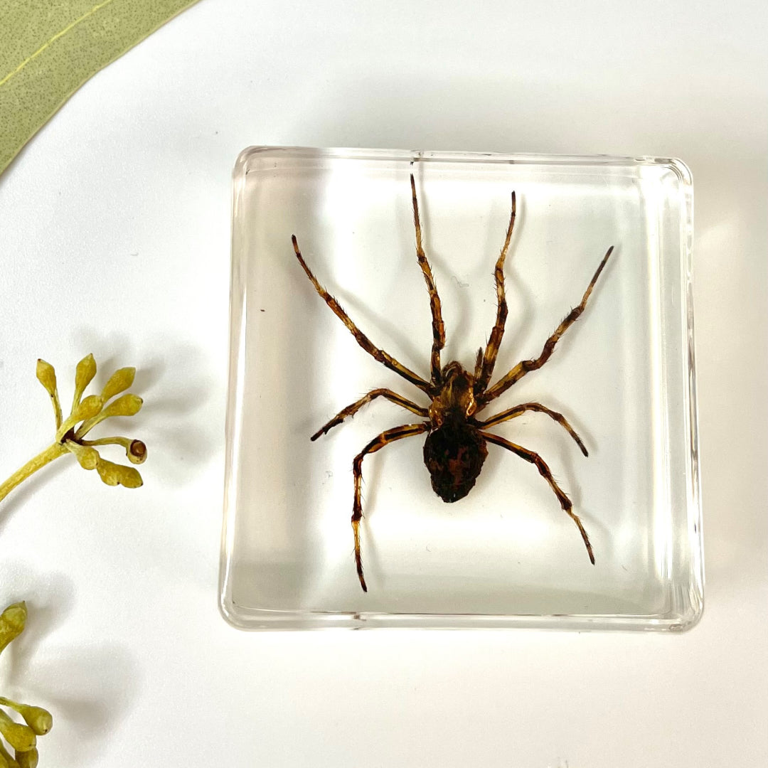 Crawling Animals Insects Bugs Resin Epoxy Blocks Specimens Toy