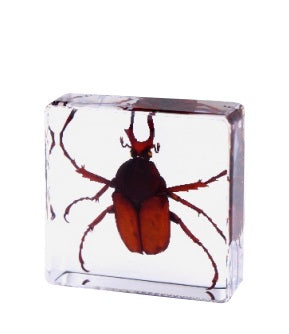 Crawling Animals Insects Bugs Resin Epoxy Blocks Specimens Toy