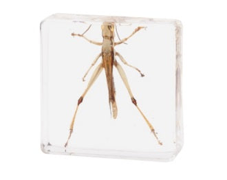 Crawling Animals Insects Bugs Resin Epoxy Blocks Specimens Toy