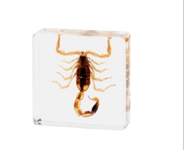 Crawling Animals Insects Bugs Resin Epoxy Blocks Specimens Toy