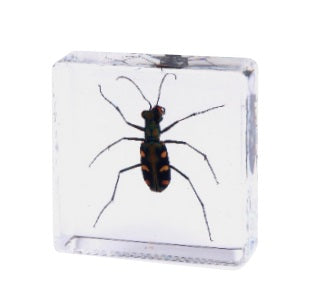 Crawling Animals Insects Bugs Resin Epoxy Blocks Specimens Toy