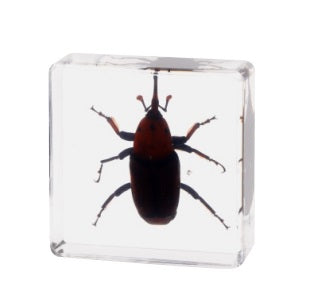 Crawling Animals Insects Bugs Resin Epoxy Blocks Specimens Toy