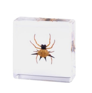 Crawling Animals Insects Bugs Resin Epoxy Blocks Specimens Toy