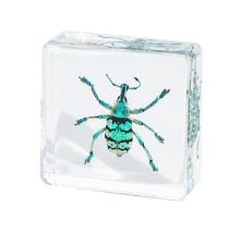 Crawling Animals Insects Bugs Resin Epoxy Blocks Specimens Toy