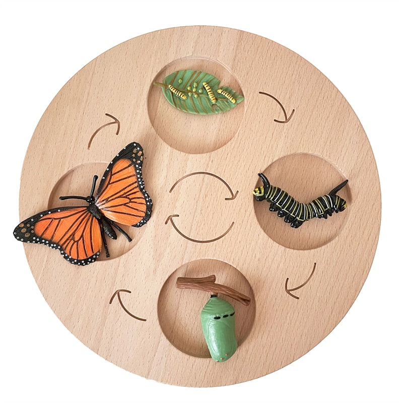 Fidtoy Montessori Life Cycle Board Wooden Educational Science Toy for Kids