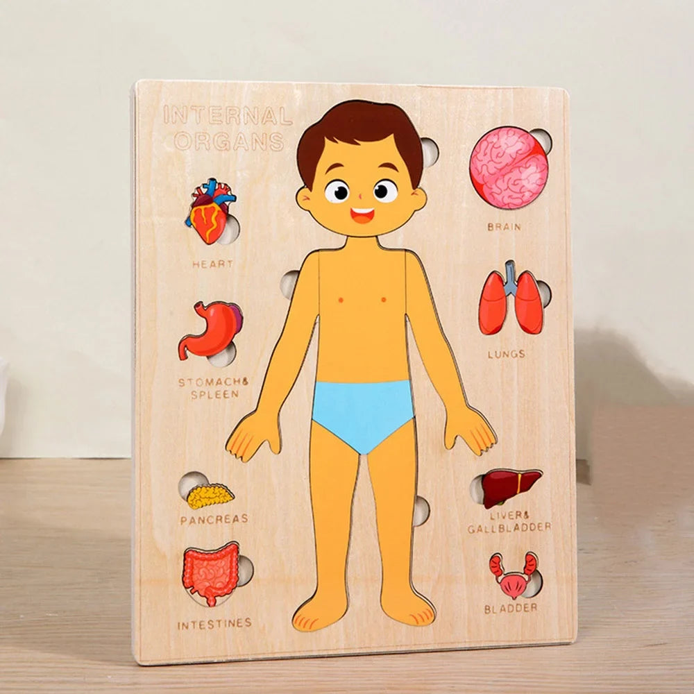 Set de Rompecabezas de Órganos Humanos Fidtoy, Juguete Montessori para Aprender Anatomía