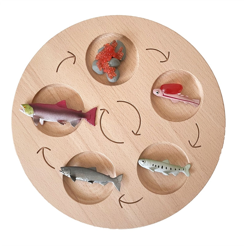 Fidtoy Montessori Life Cycle Board Wooden Educational Science Toy for Kids