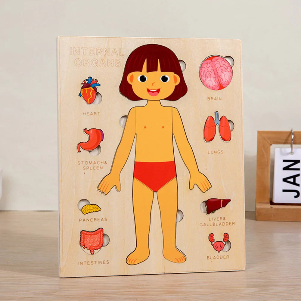 Fidtoy Human Organ Puzzle Set Montessori Anatomy Learning Toy