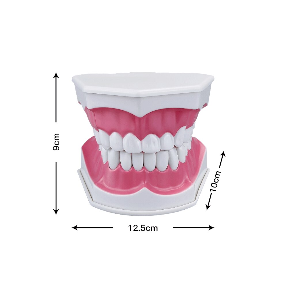 Extra Large Montessori Teeth Brushing Educational Toy Typodont