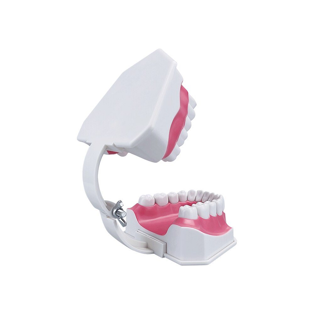 Extra Large Montessori Teeth Brushing Educational Toy Typodont