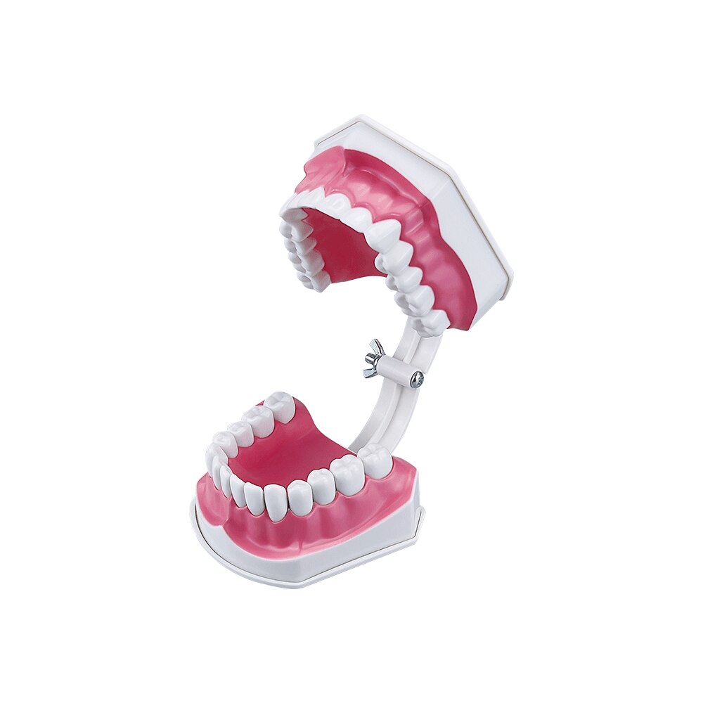 Extra Large Montessori Teeth Brushing Educational Toy Typodont