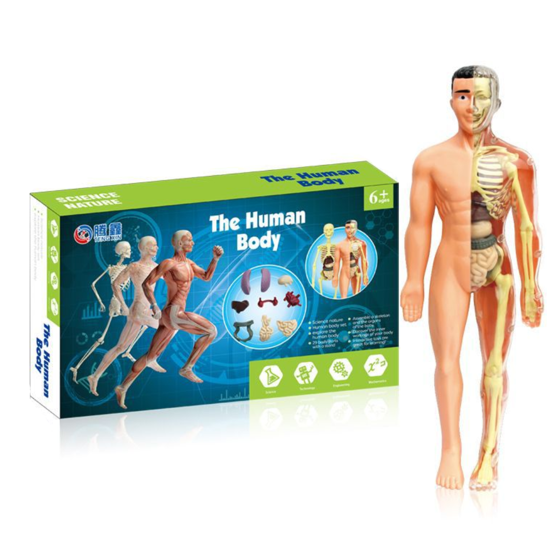 Human Anatomy – Leren & Ontdekken – Menselijk Lichaam Model Kit