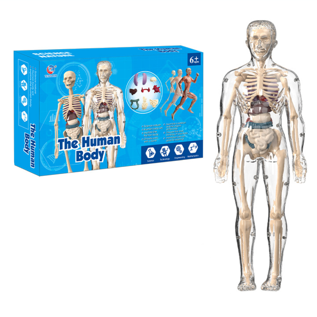 Human Anatomy – Leren & Ontdekken – Menselijk Lichaam Model Kit