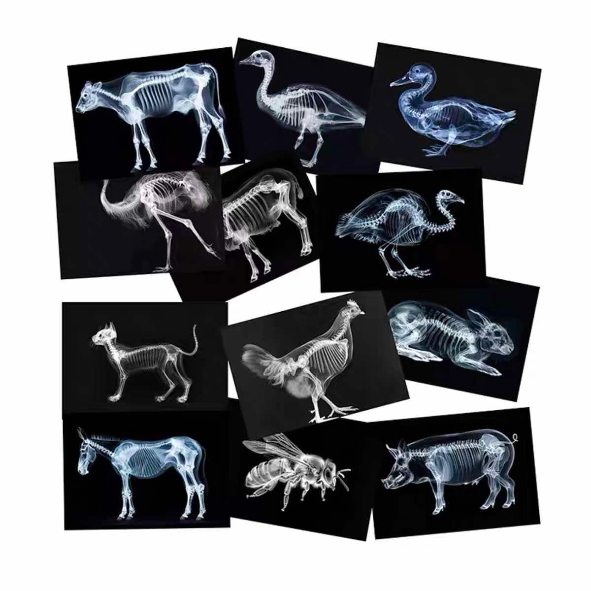 Educational Animal Human X Ray Images Animals Dinosaurs Insects OR Anatomy Bone Picture Packs You Choose!