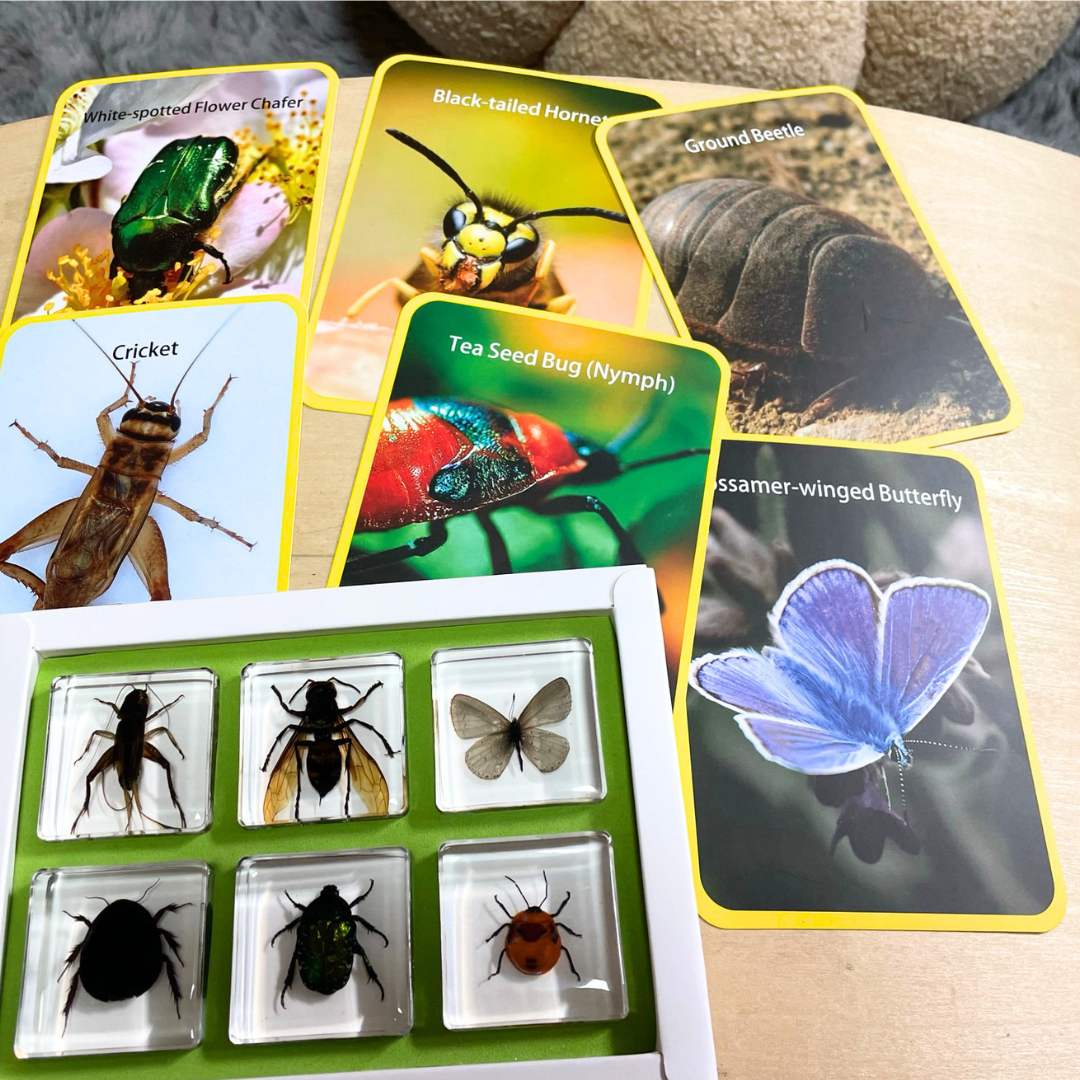 Insects Bugs Animals Resin Epoxy Specimens Gift Set of 6
