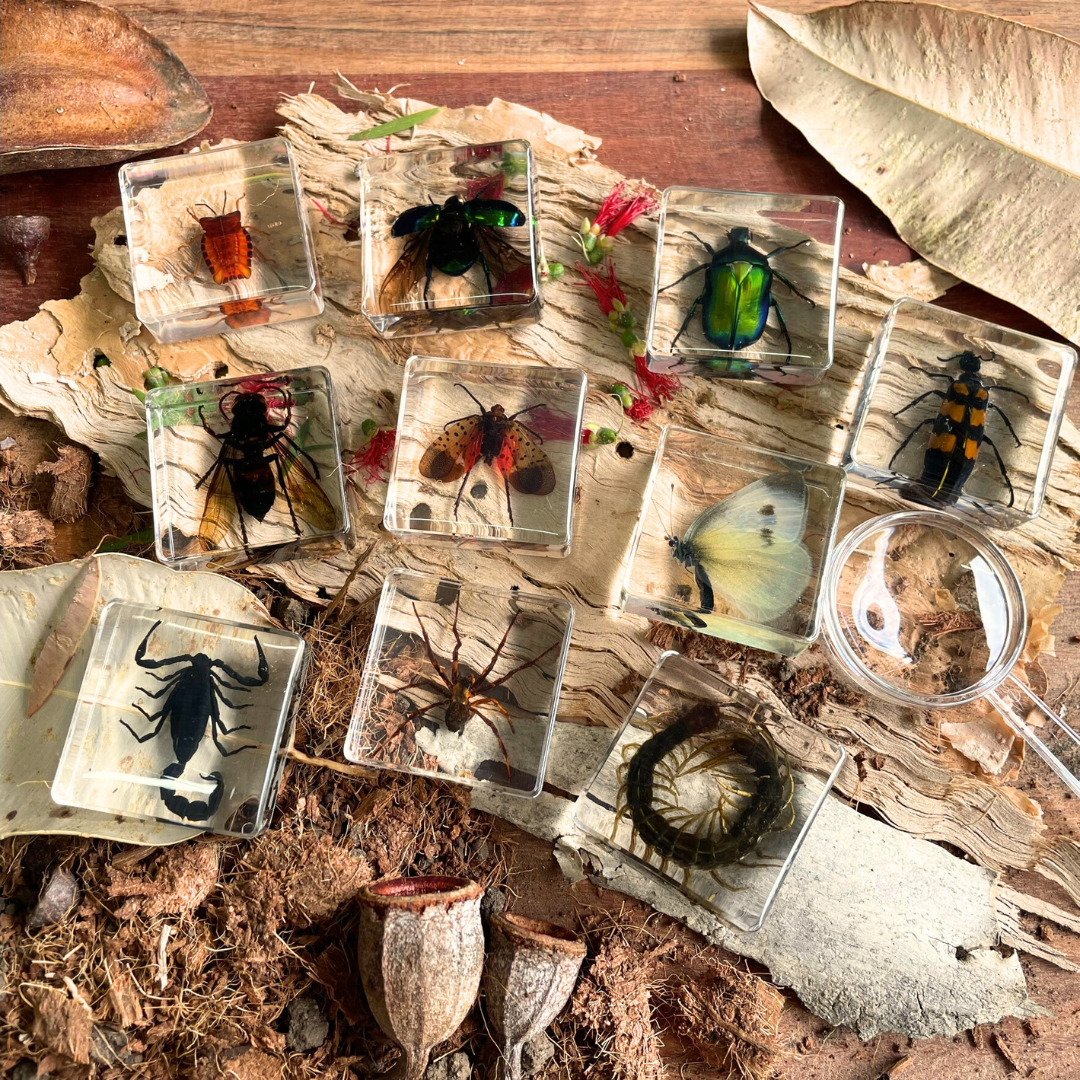 Crawling Animals Insects Bugs Resin Epoxy Blocks Specimens Toy