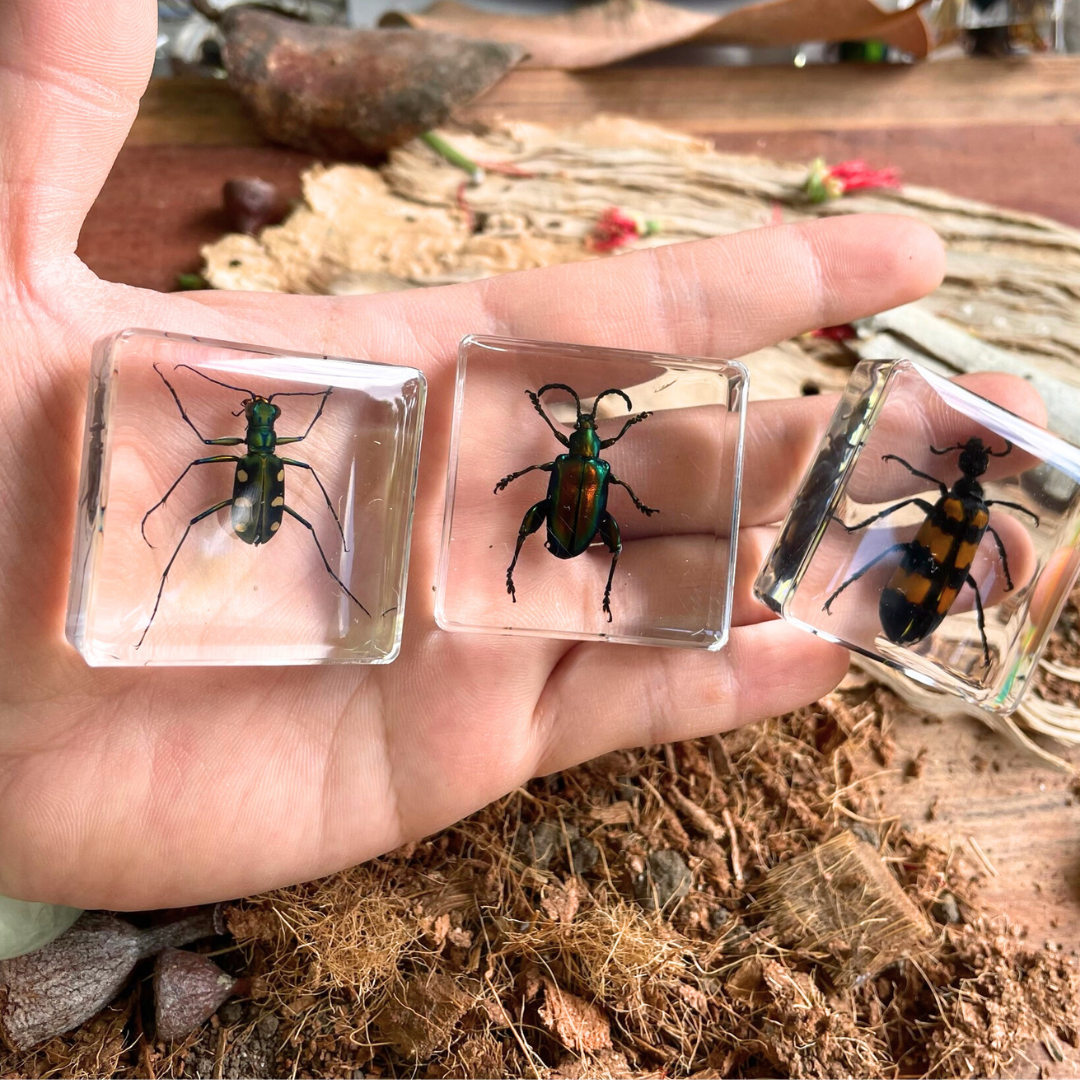 Crawling Animals Insects Bugs Resin Epoxy Blocks Specimens Toy