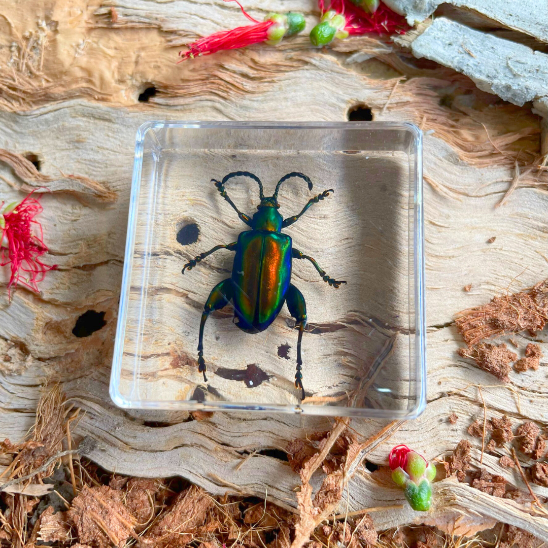 Crawling Animals Insects Bugs Resin Epoxy Blocks Specimens Toy