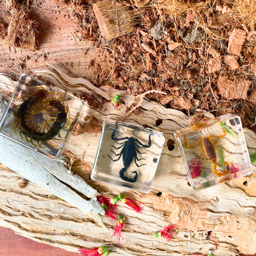 Crawling Animals Insects Bugs Resin Epoxy Blocks Specimens Toy