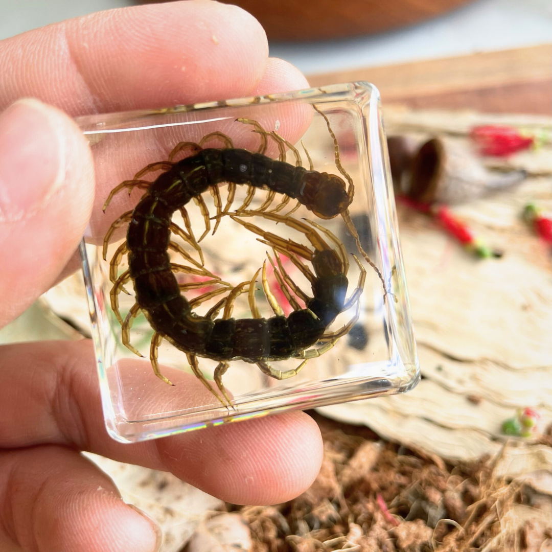 Crawling Animals Insects Bugs Resin Epoxy Blocks Specimens Toy