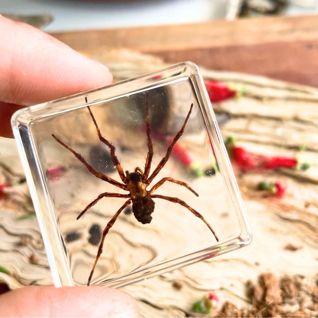 Crawling Animals Insects Bugs Resin Epoxy Blocks Specimens Toy