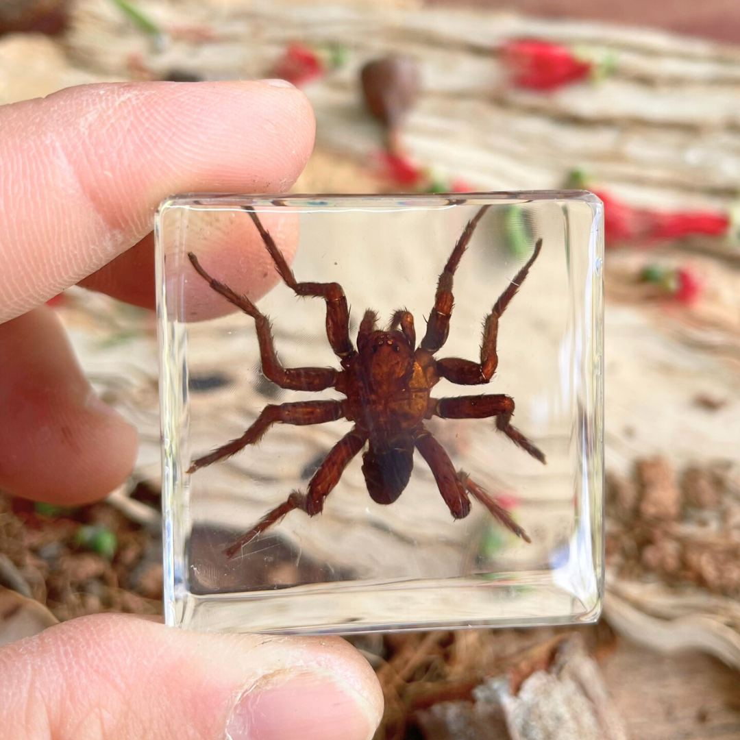 Crawling Animals Insects Bugs Resin Epoxy Blocks Specimens Toy