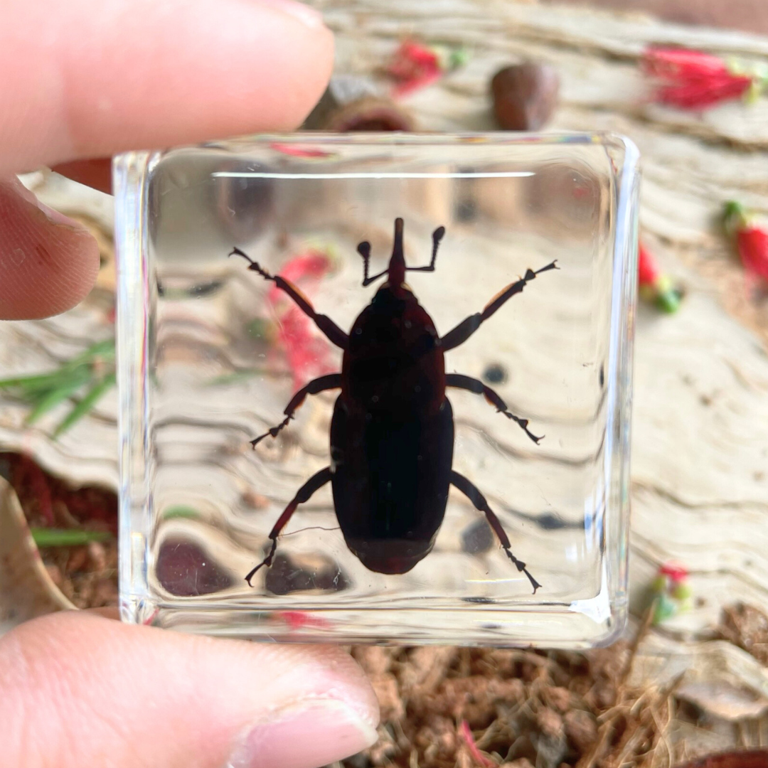 Crawling Animals Insects Bugs Resin Epoxy Blocks Specimens Toy