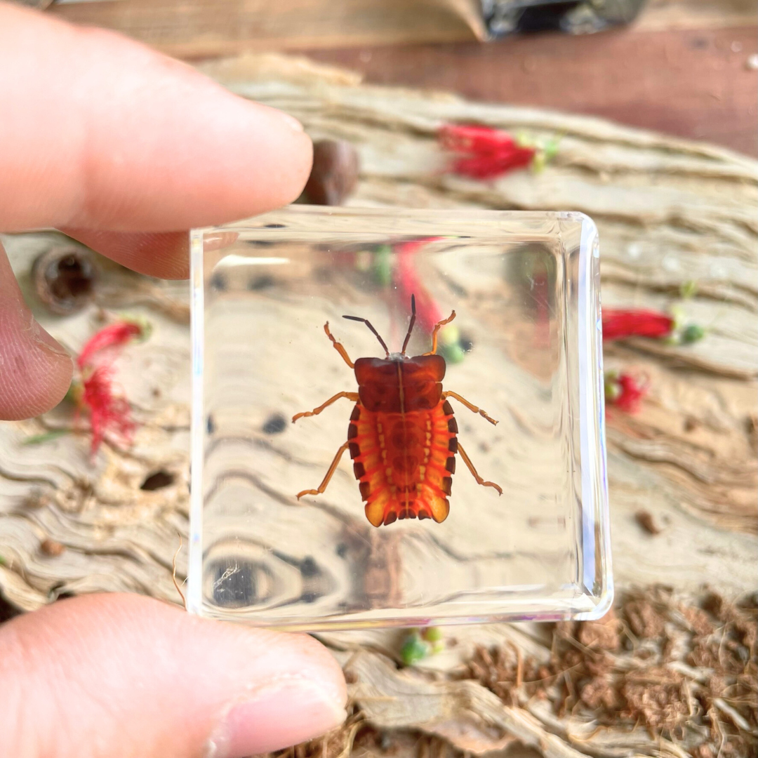 Crawling Animals Insects Bugs Resin Epoxy Blocks Specimens Toy