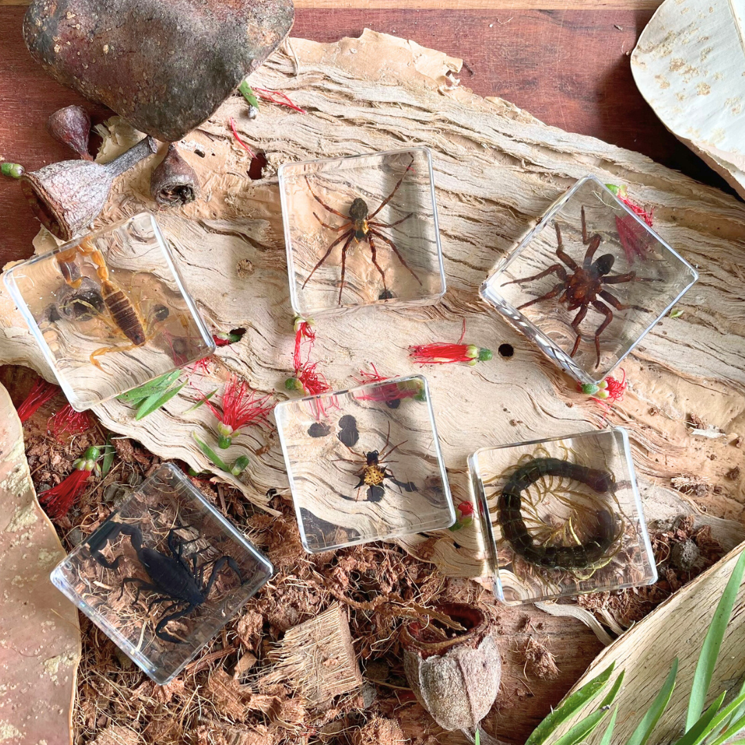 Crawling Animals Insects Bugs Resin Epoxy Blocks Specimens Toy