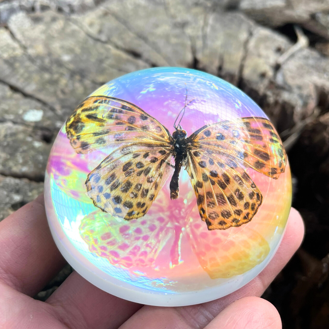 Butterfly Scorpion Spider Specimen Resin Hemisphere Domes Insects Bugs Circular Blocks Science Toy