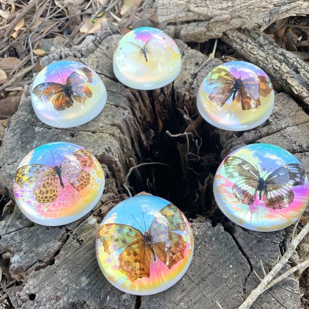 Butterfly Scorpion Spider Specimen Resin Hemisphere Domes Insects Bugs Circular Blocks Science Toy