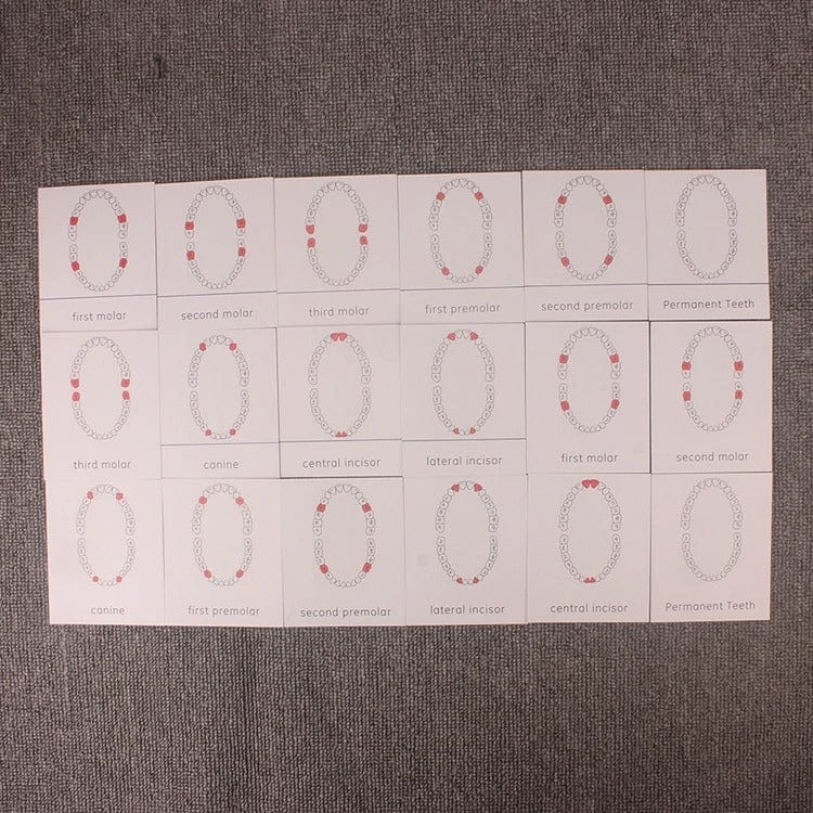 Brushing Teeth Montessori