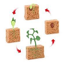 Plant Life Cycle PVC Toy
