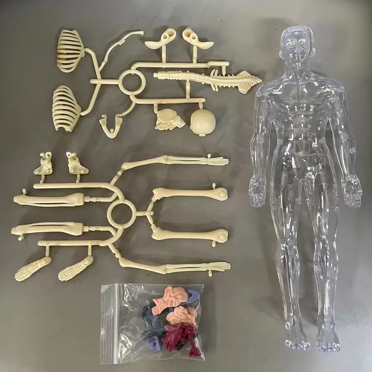Human Anatomy – Leren & Ontdekken – Menselijk Lichaam Model Kit