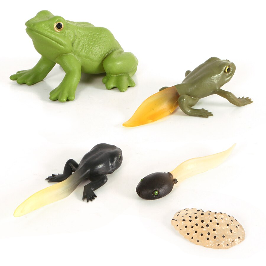 Frog Life Cycle Toy Animal Figurines for Kindergarten