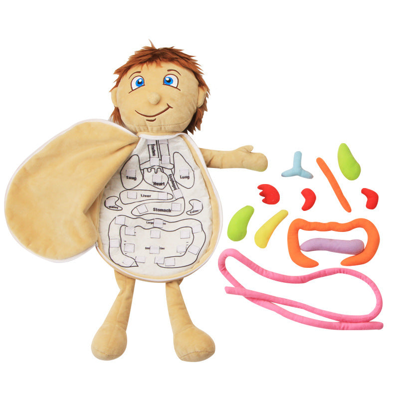 Poupée anatomique Montessori - Meilleurs jouets Montessori