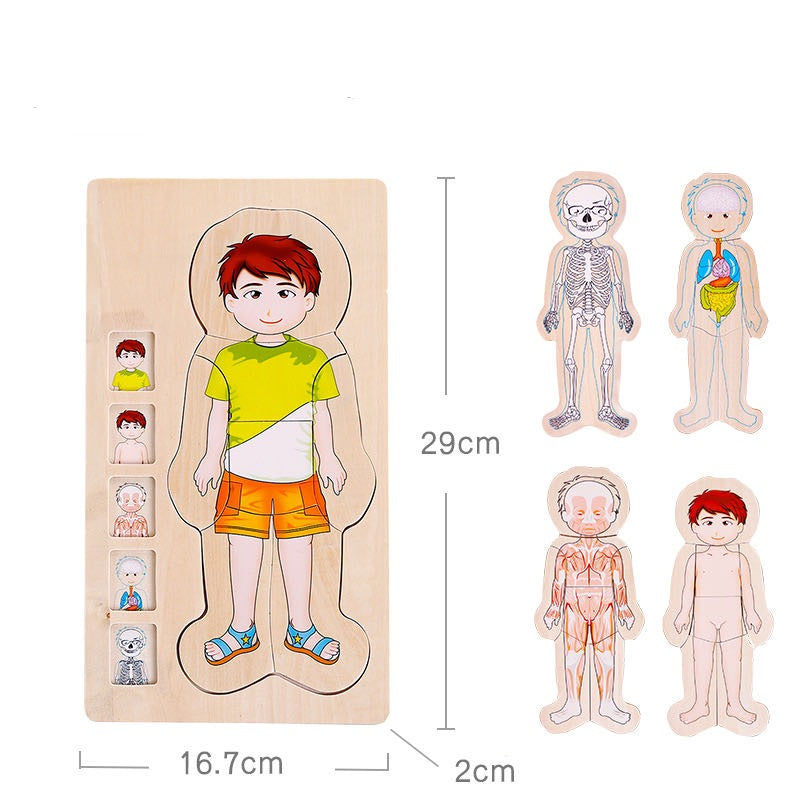 Onshine Wooden 3D Anatomy Puzzle- Fine motor skills toys