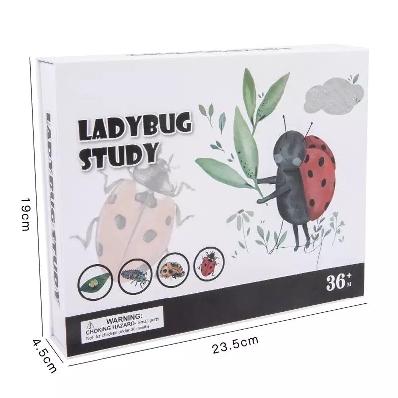 Wooden Ladybug Study - Montessori Wooden Toys