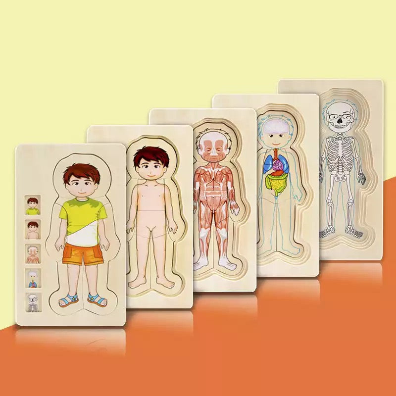 Onshine Wooden 3D Anatomy Puzzle- Fine motor skills toys