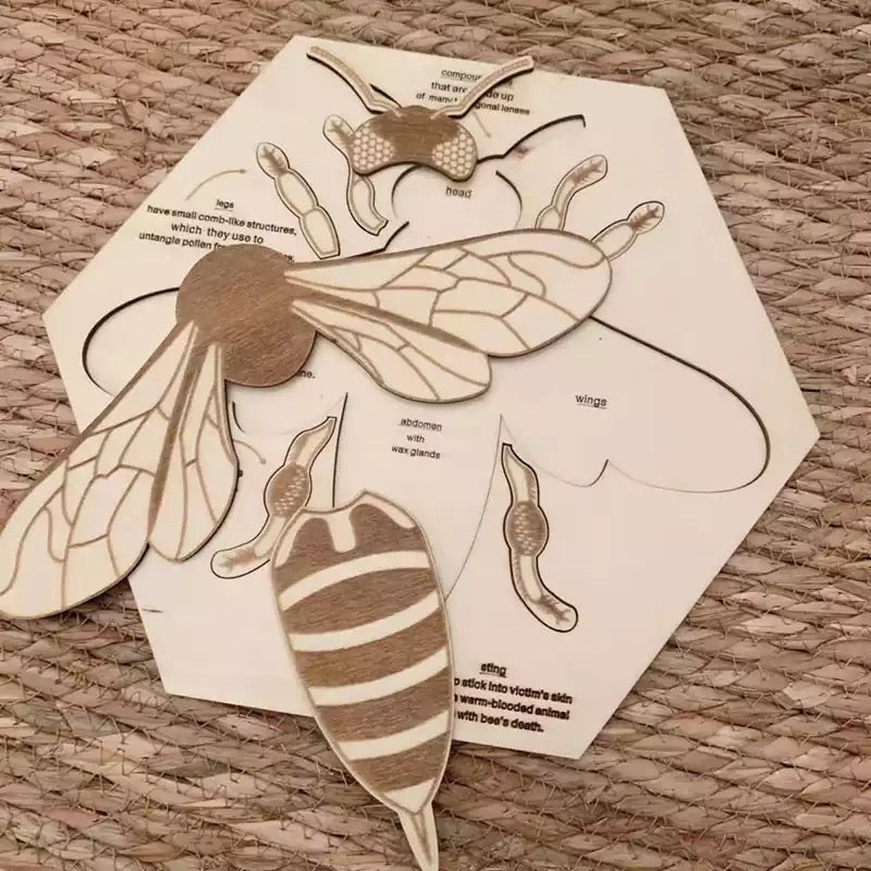 Wooden Bee Anatomy Puzzle