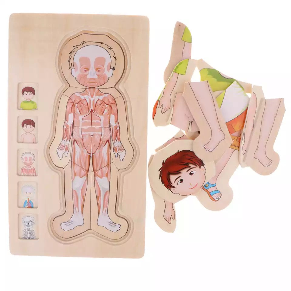 Onshine Wooden 3D Anatomy Puzzle- Fine motor skills toys