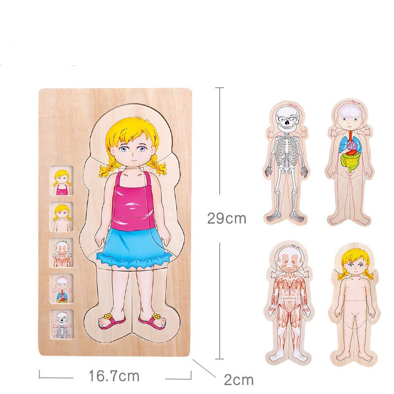 Onshine Wooden 3D Anatomy Puzzle- Fine motor skills toys