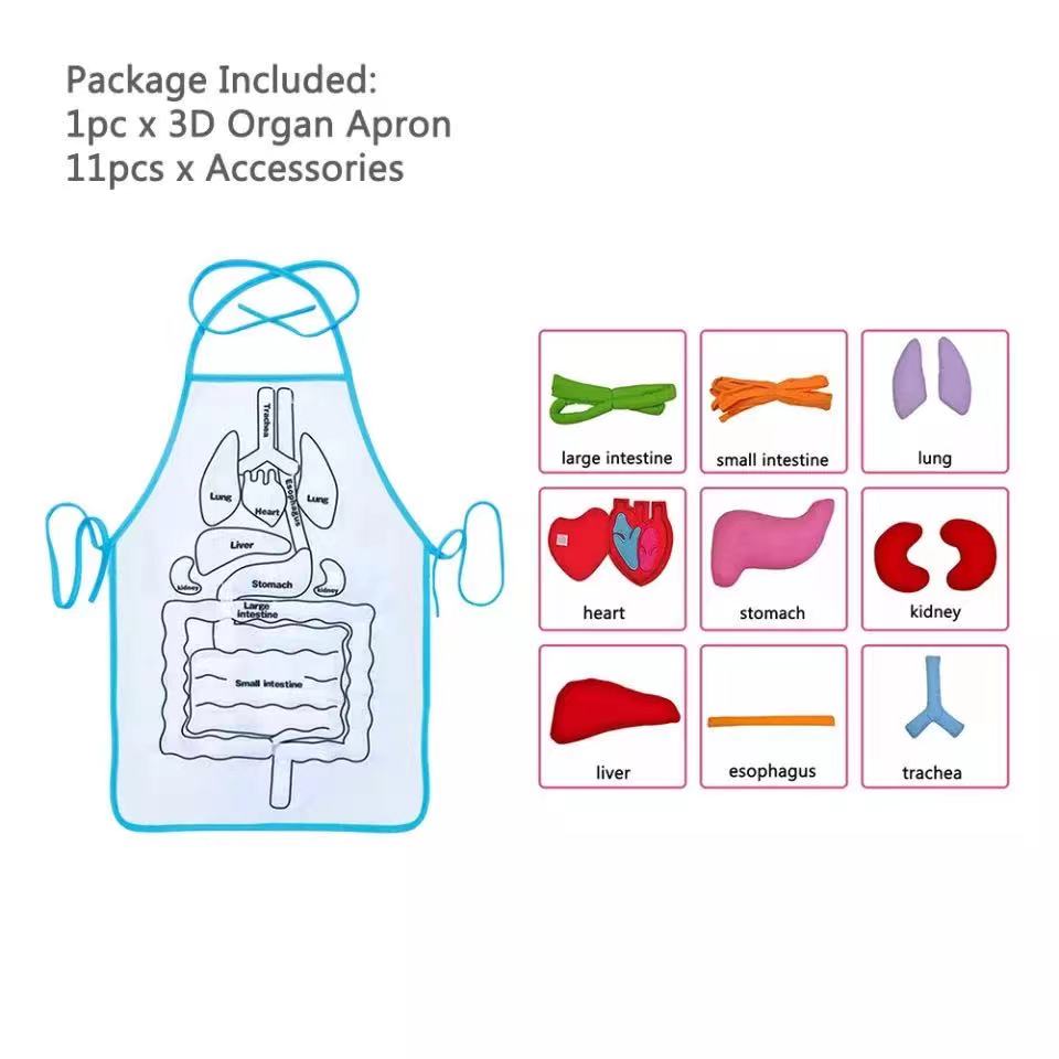 Montessori Human Body Organ Anatomy Apron-Best montessori toys