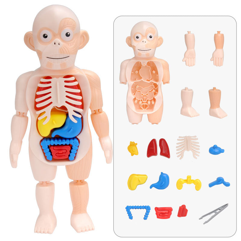 Montessori Human Body organs Puzzle For Kids