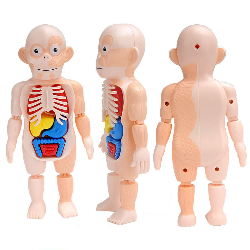 Montessori Human Body organs Puzzle For Kids