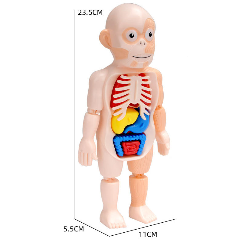 Montessori Human Body organs Puzzle For Kids