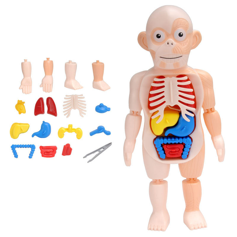 Montessori Human Body organs Puzzle For Kids