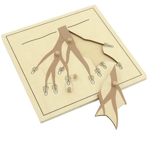 Montessori Botany - Root Puzzle with Wooden Knobs