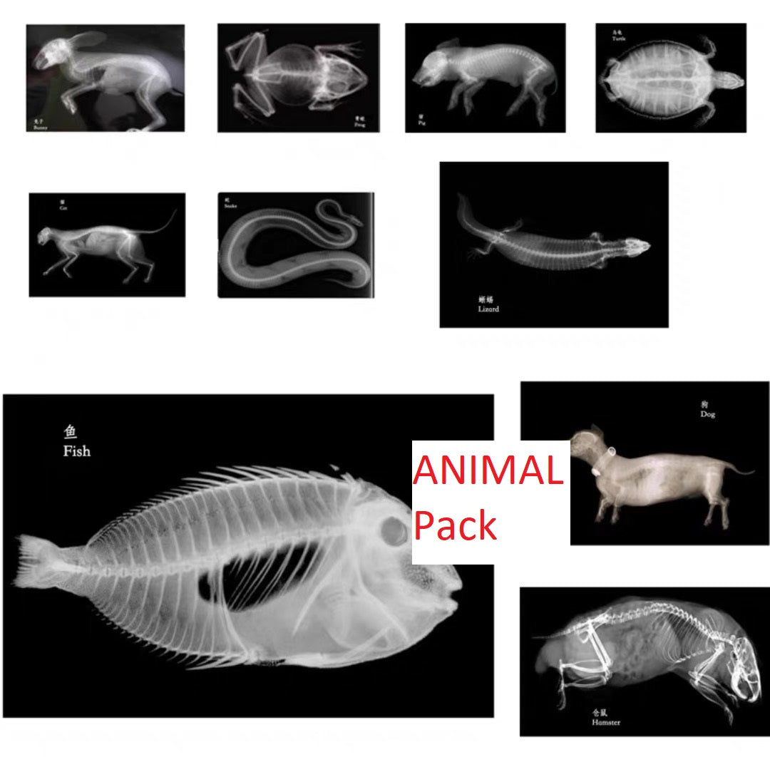 Educational Animal Human X Ray Images Animals Dinosaurs Insects OR Anatomy Bone Picture Packs You Choose!